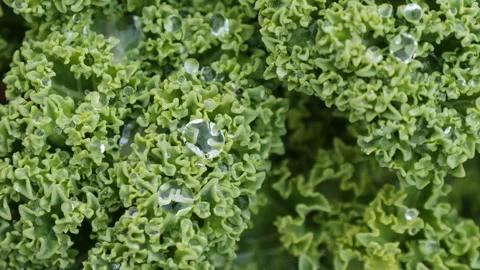 Green fresh kale cabbage grows on plantation Stock Footage 144571256
