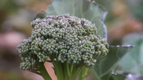 Green fresh kale cabbage grows on plantation Stock Footage 144571445
