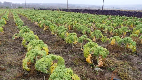 Green fresh kale cabbage grows on plantation Video stock 144571596