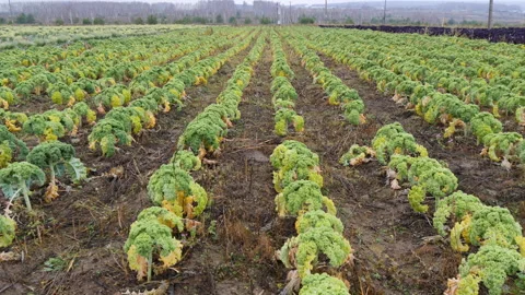 Green fresh kale cabbage grows on plantation Stock Footage 144571722
