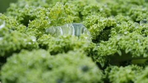 Green fresh kale cabbage grows on plantation Stock Footage 144571997