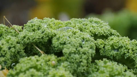 Green fresh kale cabbage grows on plantation Stock Footage 144572435
