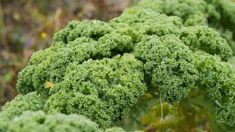 Green fresh kale cabbage grows on plantation Stock Footage 144572620