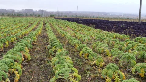 Green fresh kale cabbage grows on plantation Stock Footage 144572795