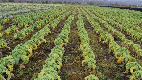 Green fresh kale cabbage grows on plantation 스톡 동영상 144572903