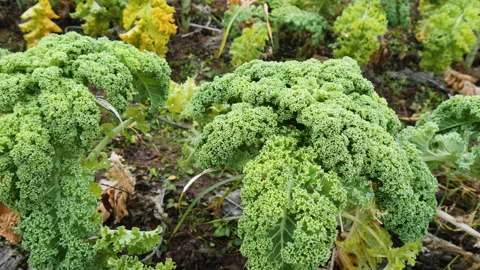 Green fresh kale cabbage grows on plantation Stock Footage 144573032