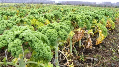 Green fresh kale cabbage grows on plantation Stock Footage 144573186