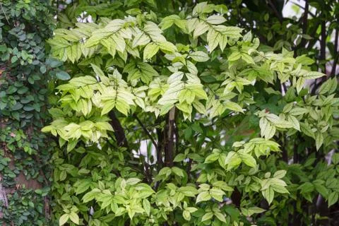 Green fresh leaf background. Stock Photos