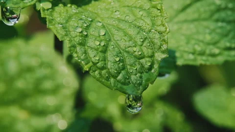 Green fresh leaf mint herb with water drops falling on leaves Stock Footage 151240867