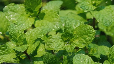 Green fresh leaf mint herb with water drops falling on leaves Stock Footage 155215574