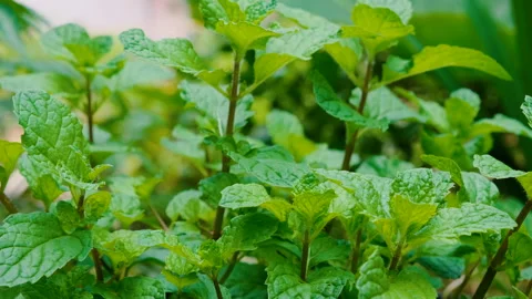 Green fresh leaf mint herbs vegetable in nature Stock Footage 151241159