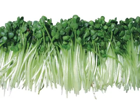 Green fresh leaf Stock Photos