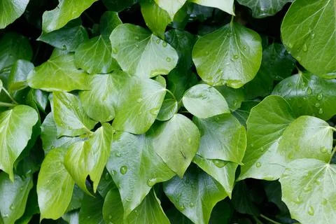 Green fresh leaf texture background Стоковые фото