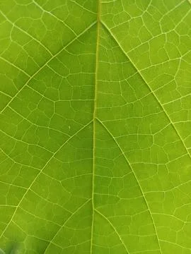 Green fresh leaf texture background,leaf pattern Foto stock