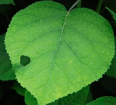 Green fresh leaf texture Stock Photos