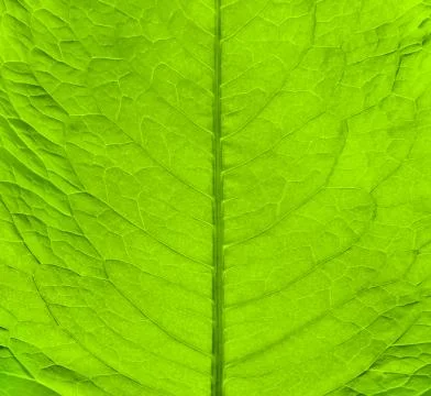 Green fresh leaf texture Stock Photos