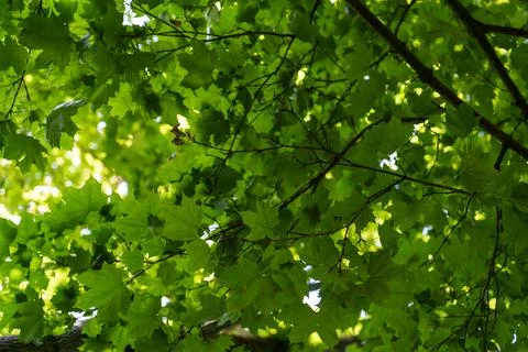 Green fresh leaf on tree isolated,against white sky. Stock-Fotos