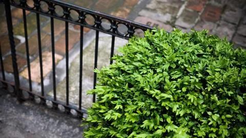 Green Fresh Leafs Foto stock