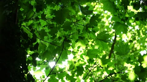 Green fresh leafs on tree ,against blurred green white background. Stock Footage 203967231