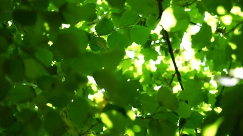 Green fresh leafs on tree ,against blurred green white background. Stock Footage 203967237
