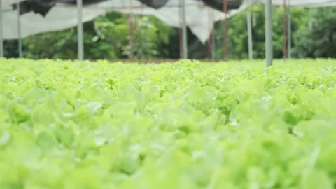 Green fresh leafs vegetables in hydroponic farm. Stock Footage 230092629