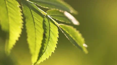 Green fresh leaves Video stock 11104305