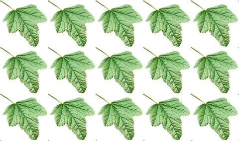 Green fresh leaves pattern for decoration Stock Illustration