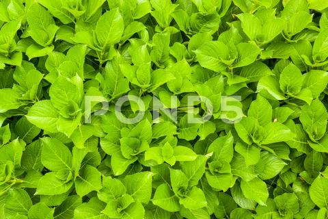 Green fresh leaves Stock Photos