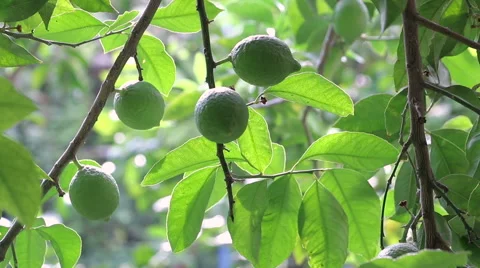 Green Fresh Lemons on Tree Hd Video Stock Footage 68103879