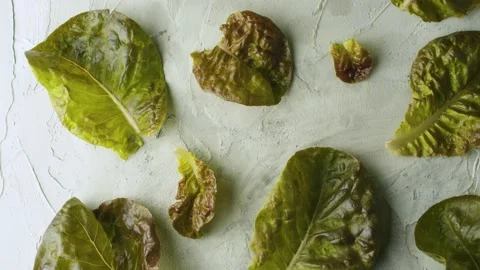 Green fresh lettuce Stock Footage 140372533