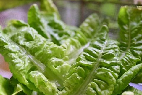 Green fresh lettuce leaves as a close up Stock Photos