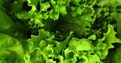 Green fresh lettuce macro probe lens tracking out Stock Footage 247648944