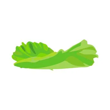 Green fresh lettuce pieces in vector format. Basic elements graphic resources Stock Illustration