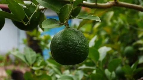 Green fresh lime on tree Stock Footage 80105477