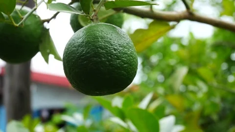 Green fresh lime on tree Stock Footage 80105544