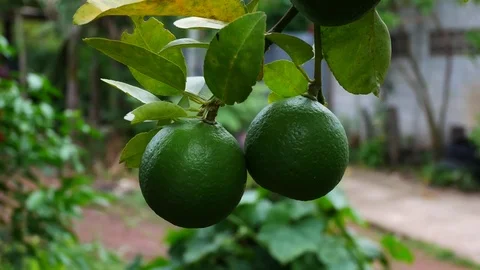 Green fresh lime on tree Stock Footage 80105550