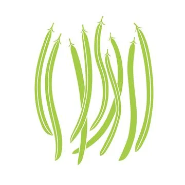 Green fresh long beans set. Flat vector illustration isolated on white back.. Stock Illustration