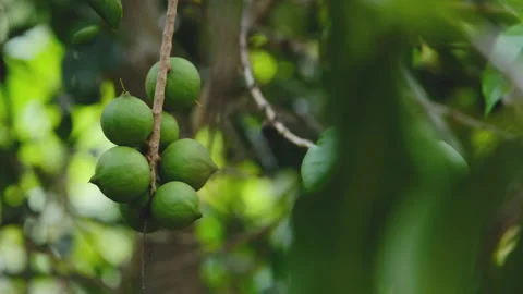 Green fresh macadamia nuts fruit hanging on branch tree Stock Footage 171585230