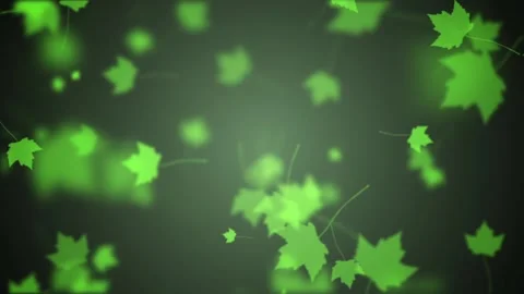 Green fresh maple leaves in the wind. Stock Footage 154413320