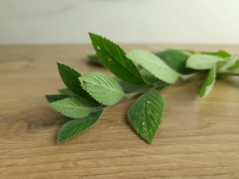 Green fresh mint on table Stock Photos
