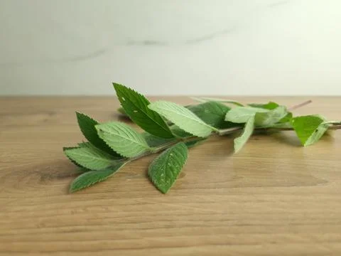 Green fresh mint on table Stock Photos