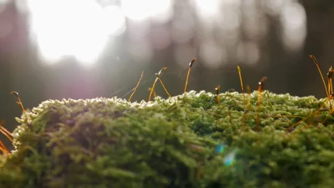 Green, fresh moss against the sun. A sprout of grass. The web moves in the wind. Stock Footage 258275337