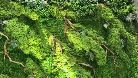 Green Fresh Moss Wall and Vertical Garden with dried Trunks 스톡 동영상 342686518