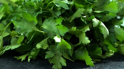 Green Fresh Organic Cilantro Herbs. Macro Shot. Slow Motion Stock Footage