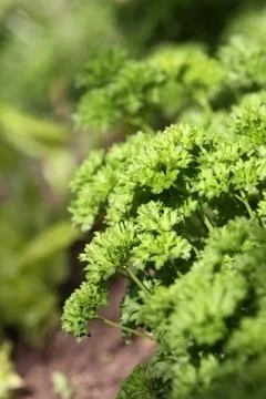 Green fresh parsley on bed Stock Photos