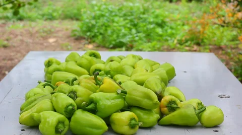 Green fresh pepper Stock Footage 31400321