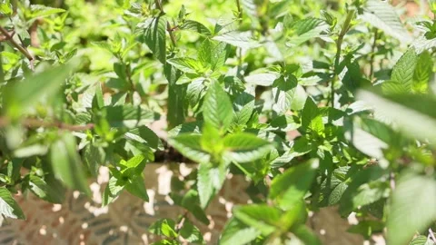 Green fresh pepper mint plants. Aromatic mint garden Stock Footage 199869324