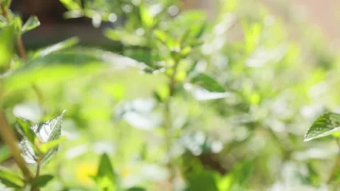 Green fresh pepper mint plants. Aromatic mint garden Stock Footage 199869382