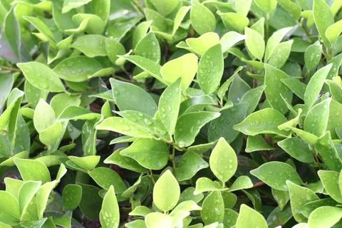 Green fresh Foto stock