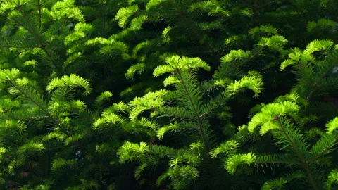 Green fresh pine tree in sunny day Stock Footage 134737314